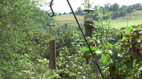 Bird feeder 1a Stock Footage 40720409