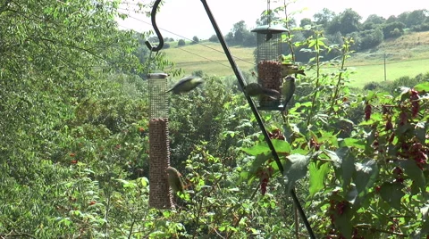Bird feeder 1c Video stock 40720450