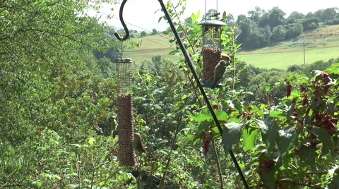 Bird feeder 1d Stock Footage 40720296