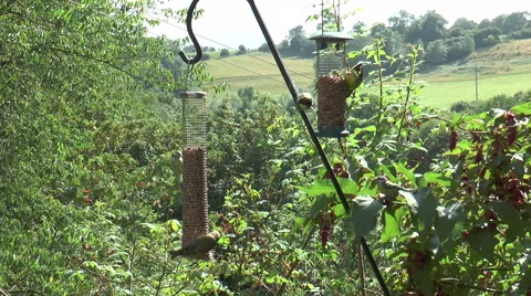 Bird feeder 1e Stock Footage 40722621
