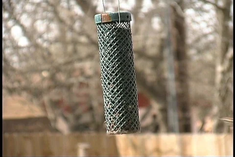 Bird Feeder 2 Video stock 65051
