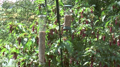Bird feeder 2a Stock-Footage 40723025