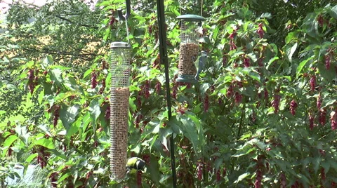 Bird feeder 2b Stock Footage 40722960