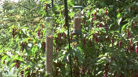 Bird feeder 2c Stock Footage 40722985