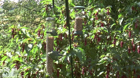 Bird feeder 2d Stock Footage 40723133