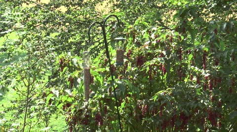 Bird feeder 3 Video stock 40722980