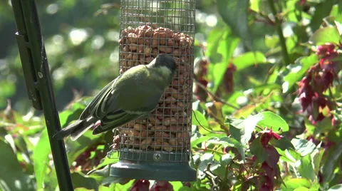 Bird feeder 4_1 Stock Footage 40721400