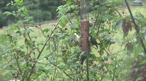 Bird feeder 5 Stock Footage 40687235