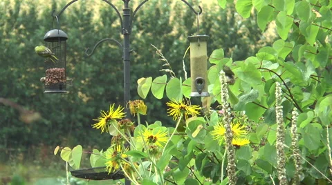 Bird feeder 6 Stock Footage 40687260
