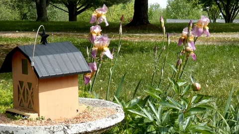 Bird feeder and spring flowers. Stock Footage 109793209