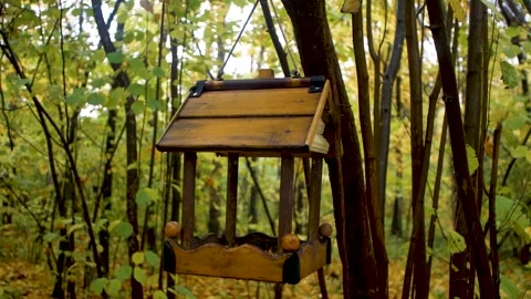 Bird feeder in the autumn forest close-up Stock Footage 221780948