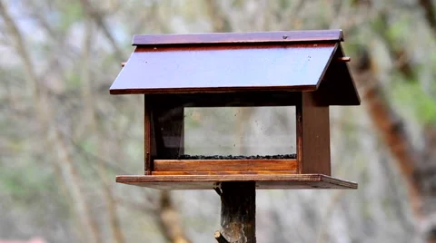 Bird Feeder with Birds Stock Footage 62915704