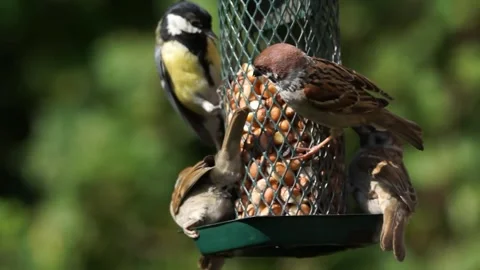 Bird feeder with birds Stock Footage 244566447