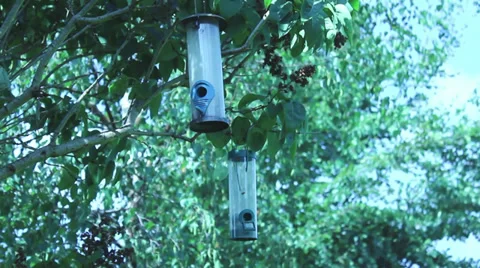 Bird feeder blowing in wind 库存影片 34642884