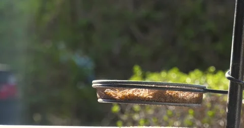 Bird Feeder Bowl Video stock 134358205