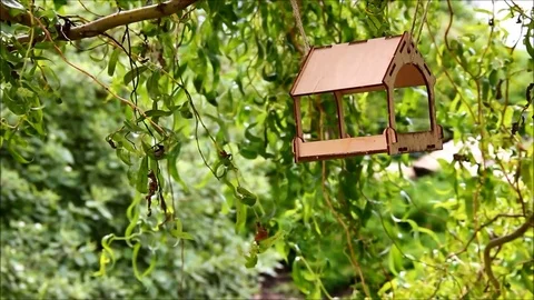 A bird feeder in the branches of a twisted willow Stock Footage 77861413