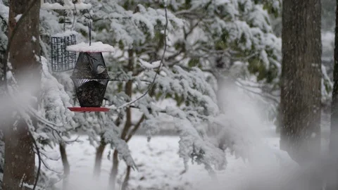 Bird Feeder During a Snow Storm 2 - 4K 60 FPS Video stock 125351310