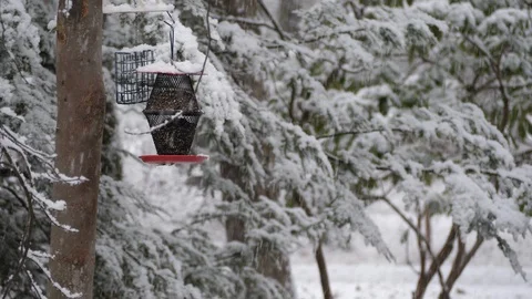 Bird Feeder During a Snowstorm 5 - 4k 60 FPS Video stock 125350342
