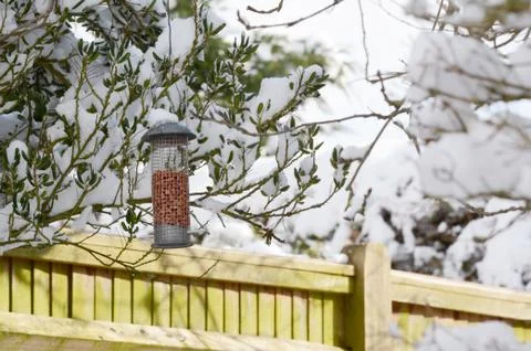 Bird feeder filled with peanuts hangs in snowy garden Stock Photos