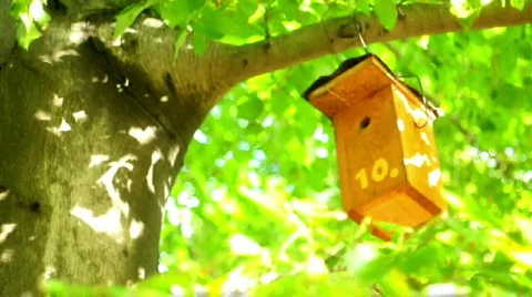 Bird feeder Vídeos de archivo 533072
