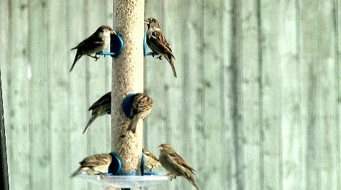 Bird Feeder Stock Footage 584041