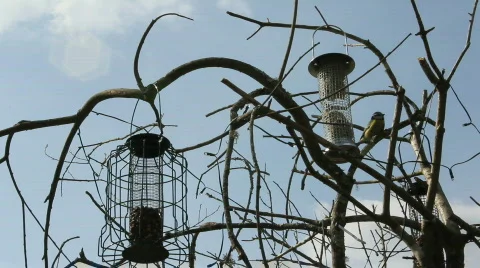 Bird feeder Video stock 702654