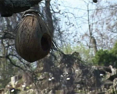The bird feeder Stock Footage 10856063