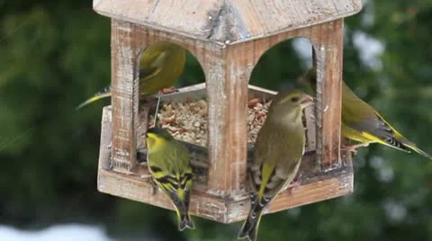 Bird feeder Video stock 10893240