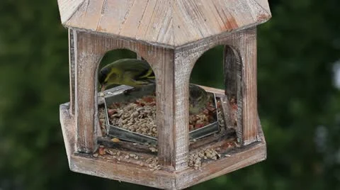 Bird feeder Stock Footage 10893275