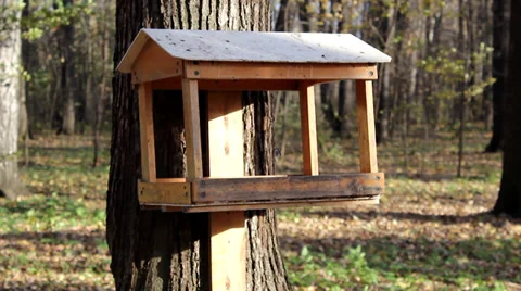 Bird at the feeder Stock Footage 33793707