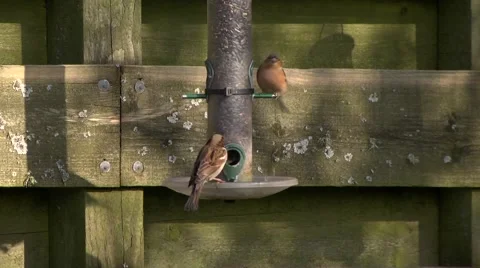 BIRD FEEDER Stock Footage 43458299