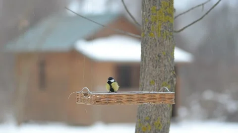 Bird is in the feeder. Stock-Footage 46620662