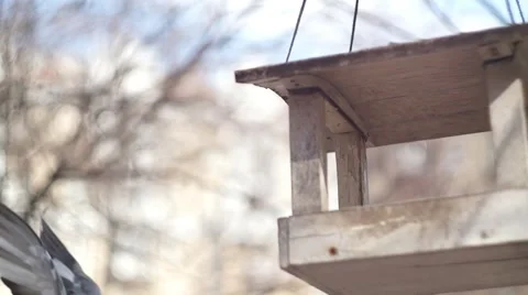 Bird Feeder Stock Footage 49410487