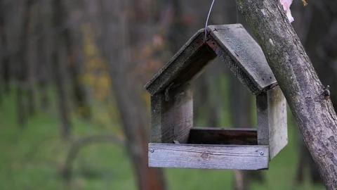 Bird feeder Stockbeeldmateriaal 98517526