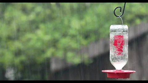 Bird Feeder Vídeos de archivo 130486253