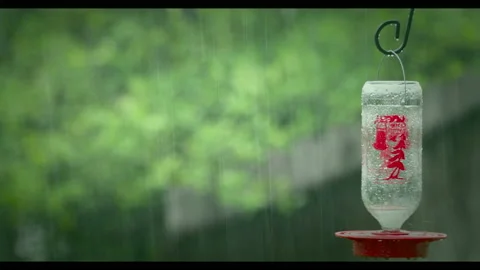 Bird Feeder Vídeos de archivo 130486413