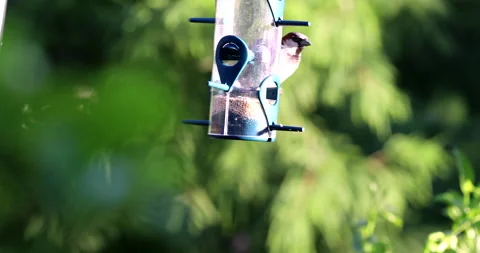 Bird On a Feeder Vídeos de archivo 132533005