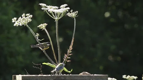 Bird feeder Stock Footage 135088177