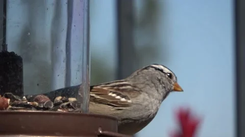 Bird Feeder Stock Footage 138902155