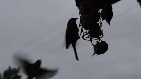 Bird feeder Stock Footage 253741748