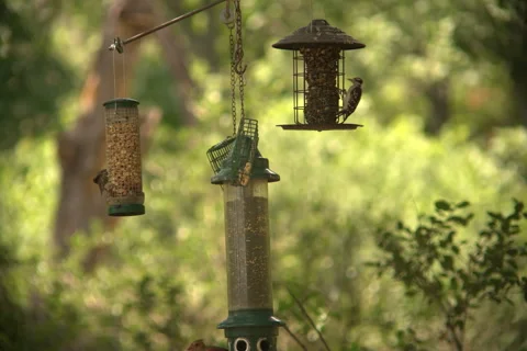 Bird feeder Stock Footage 278672485
