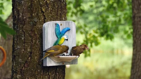 Bird Feeder Stock Footage 301506765