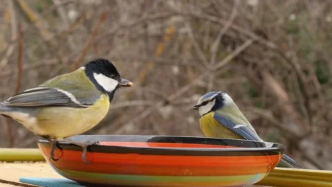 Bird feeder Stock Footage 344427963