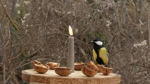 Bird feeder Stock Footage 344902995