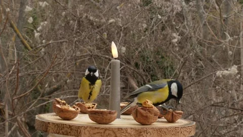 Bird feeder Stock Footage 344903596