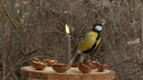Bird feeder Stock Footage 344906004