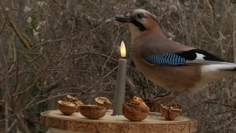 Bird feeder Stock Footage 344917609
