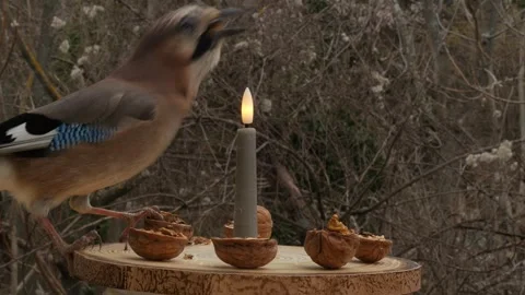Bird feeder Stock Footage 344926547