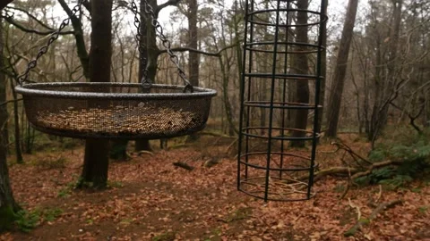 Bird Feeder in forest Stock Footage