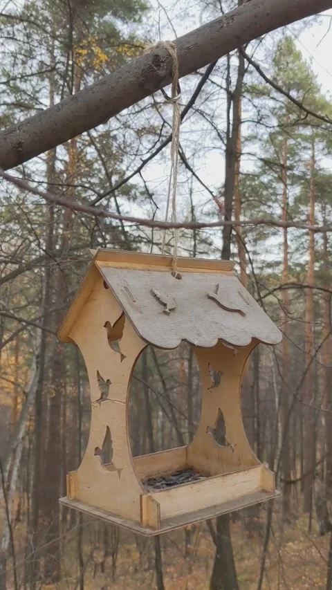 Bird feeder in the forest Stock Footage 163211894